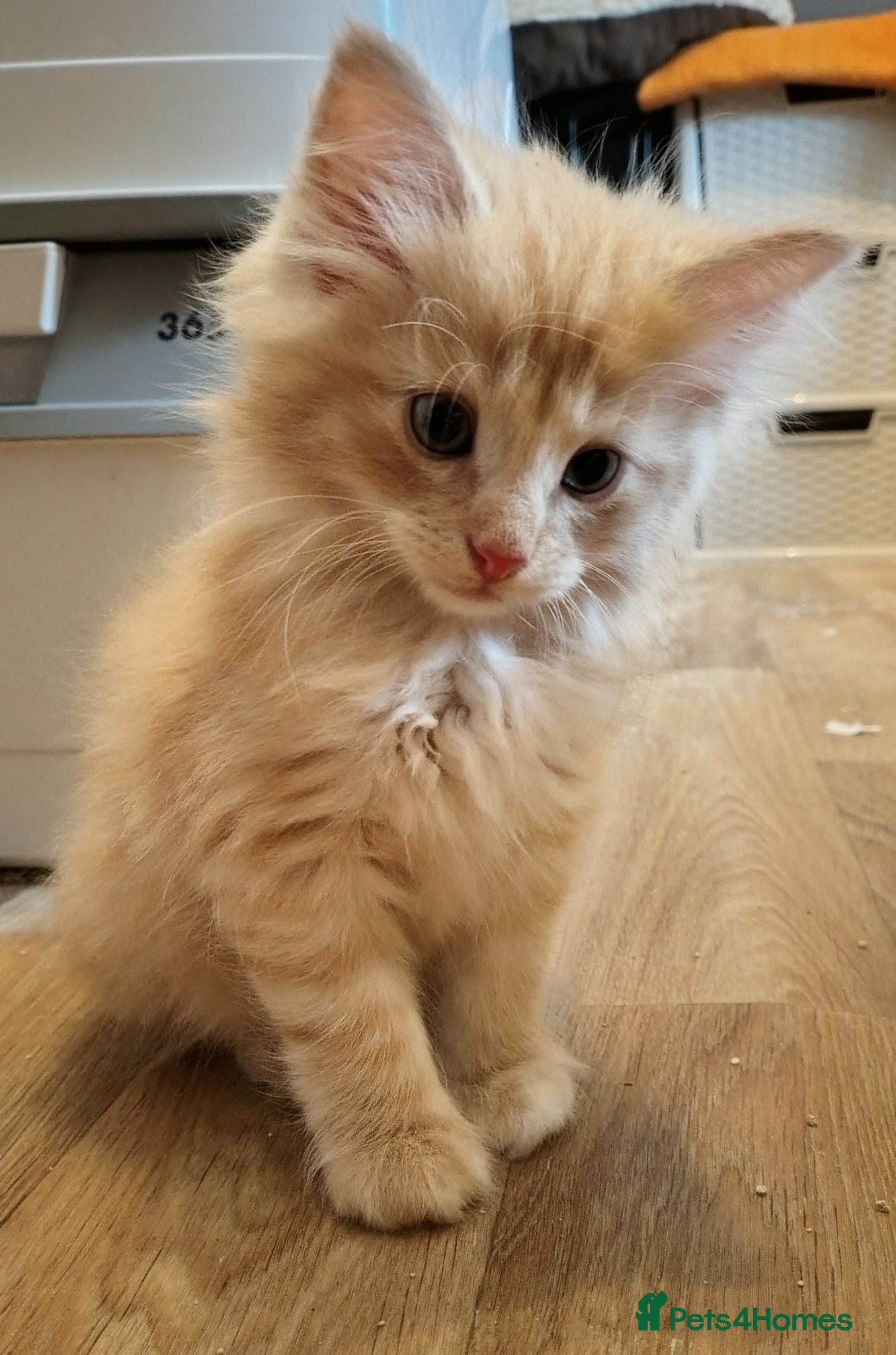 Norwegian Forest Cat cats Beautiful pedigree Norwegian Forest kittens  - Advert 14