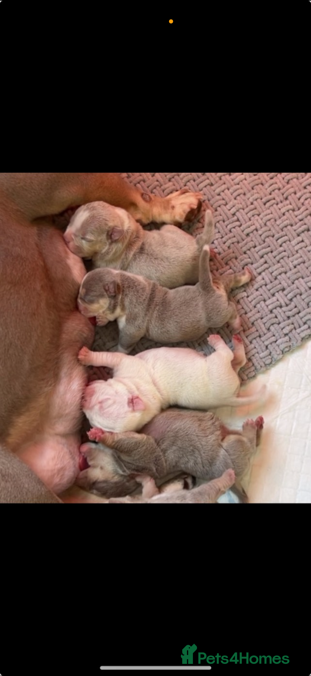American Bully dogs for sale: Micro exotic bully’s  - Image 2