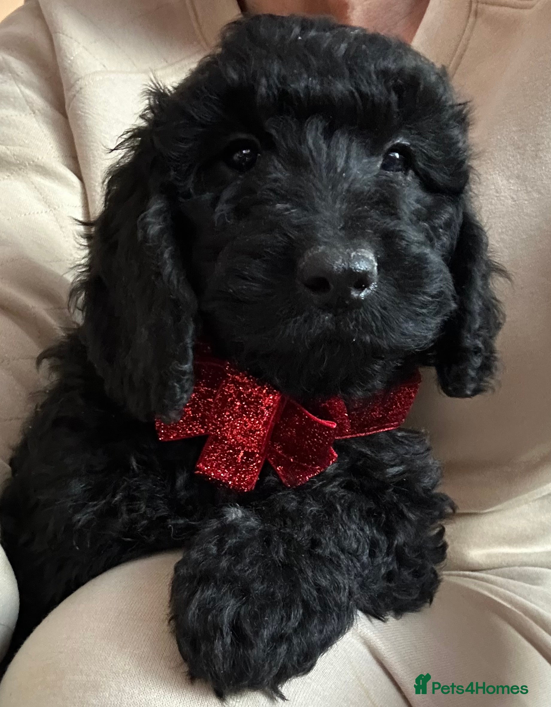 Cockapoo dogs 🐕‍🦺🐶ADORABLE COCKAPOO 🐶 🐕‍🦺 - Advert 17