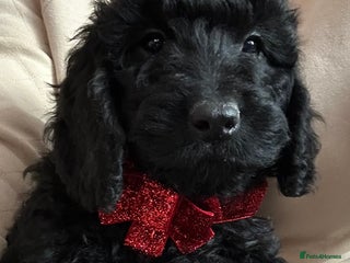 Cockapoo dogs 🐕🦺🐶ADORABLE COCKAPOO 🐶 🐕🦺 - Advert 5