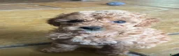 Toy Poodle dogs for sale: Apricot Beauties!  - Advert 9