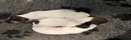 Papillon dogs for sale: KC Registered Male Papillon puppy for sale in Braintree - Advert 22