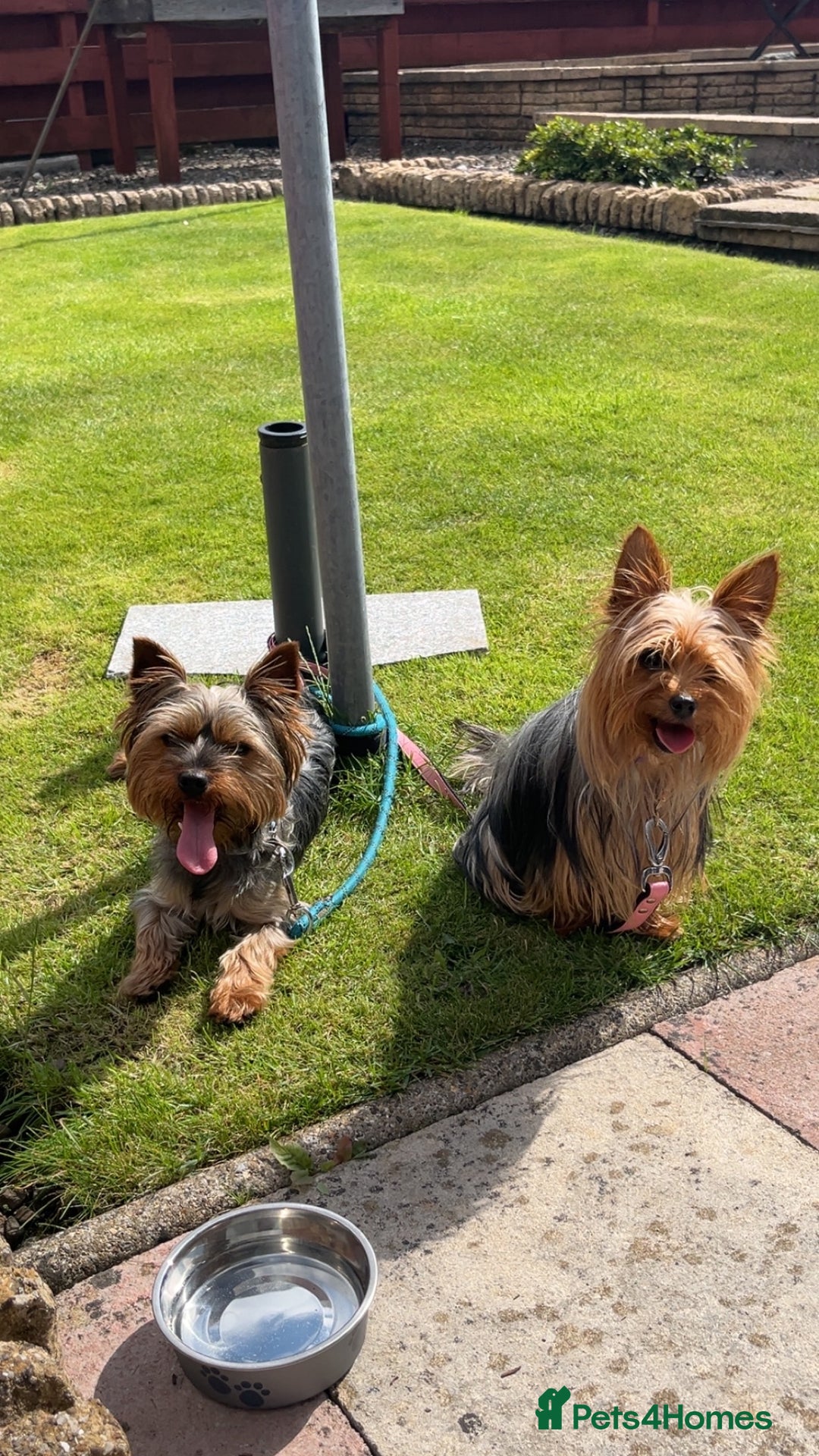 Yorkshire Terrier dogs for sale: Yorkshire terrier  **   - Advert 19