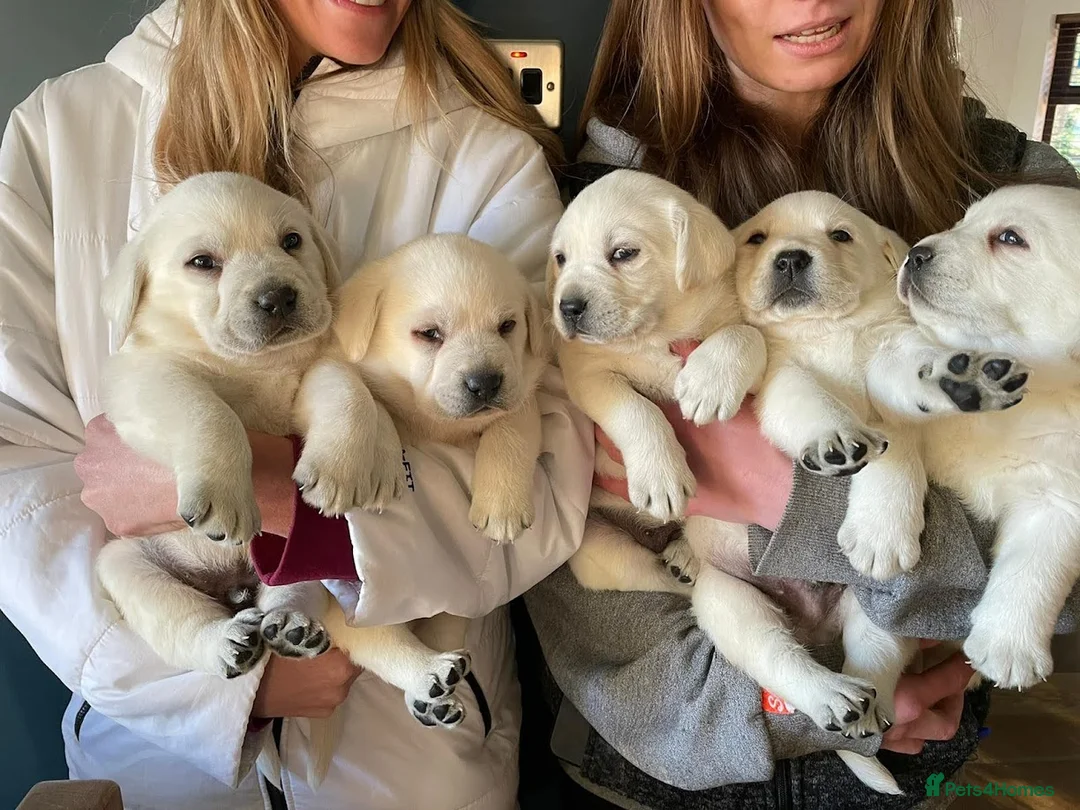 Labrador Retriever dogs for stud: Stunning Labrador, Champion Lines, Discounted Fee in Huddersfield - Advert 12