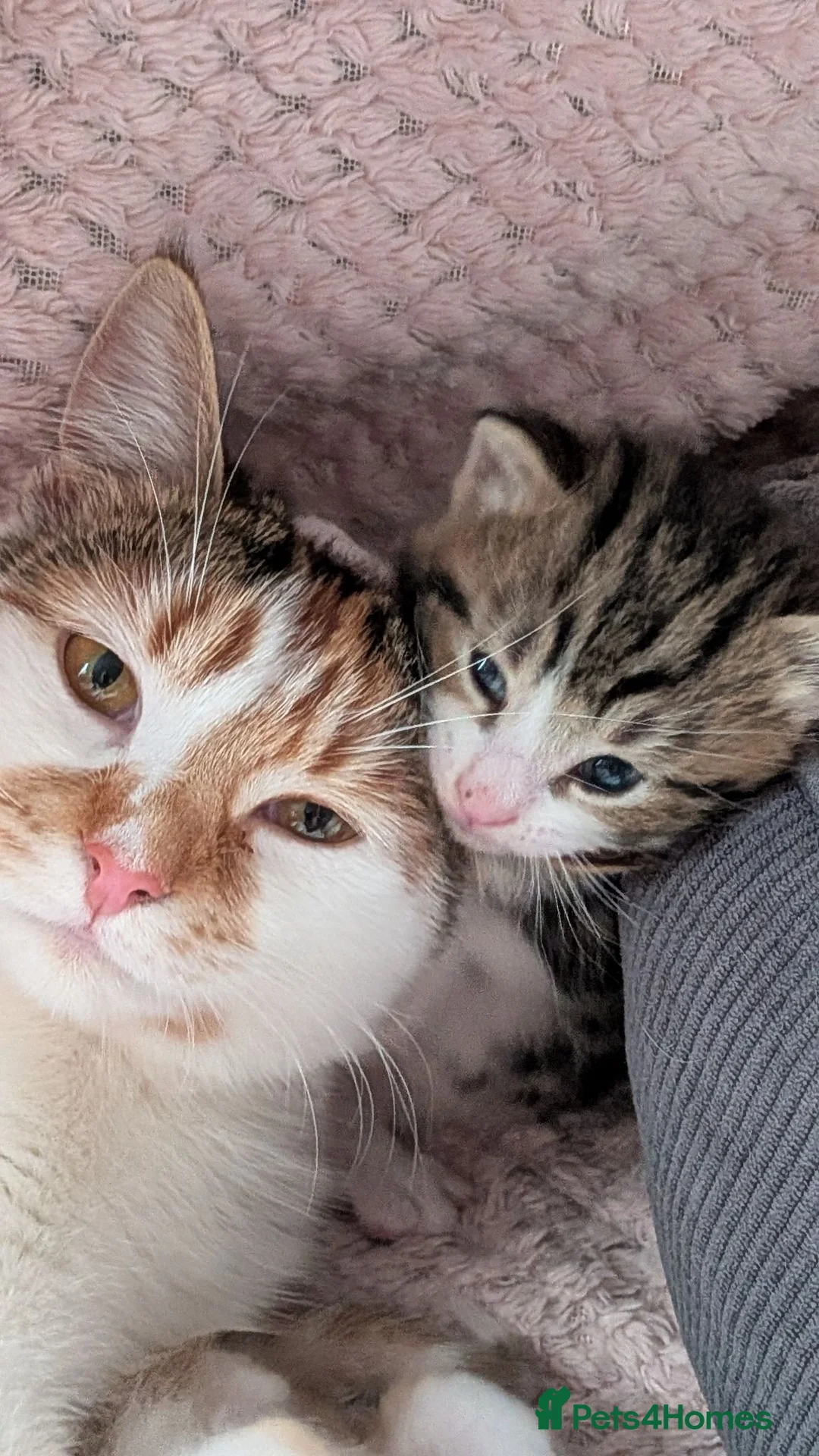 British Shorthair cats for sale: Beautiful happy and playful kittens  in Cwmbran - Advert 1