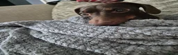 Miniature Dachshund dogs for stud: MINI DASCHUND FOR STUD - Advert 2