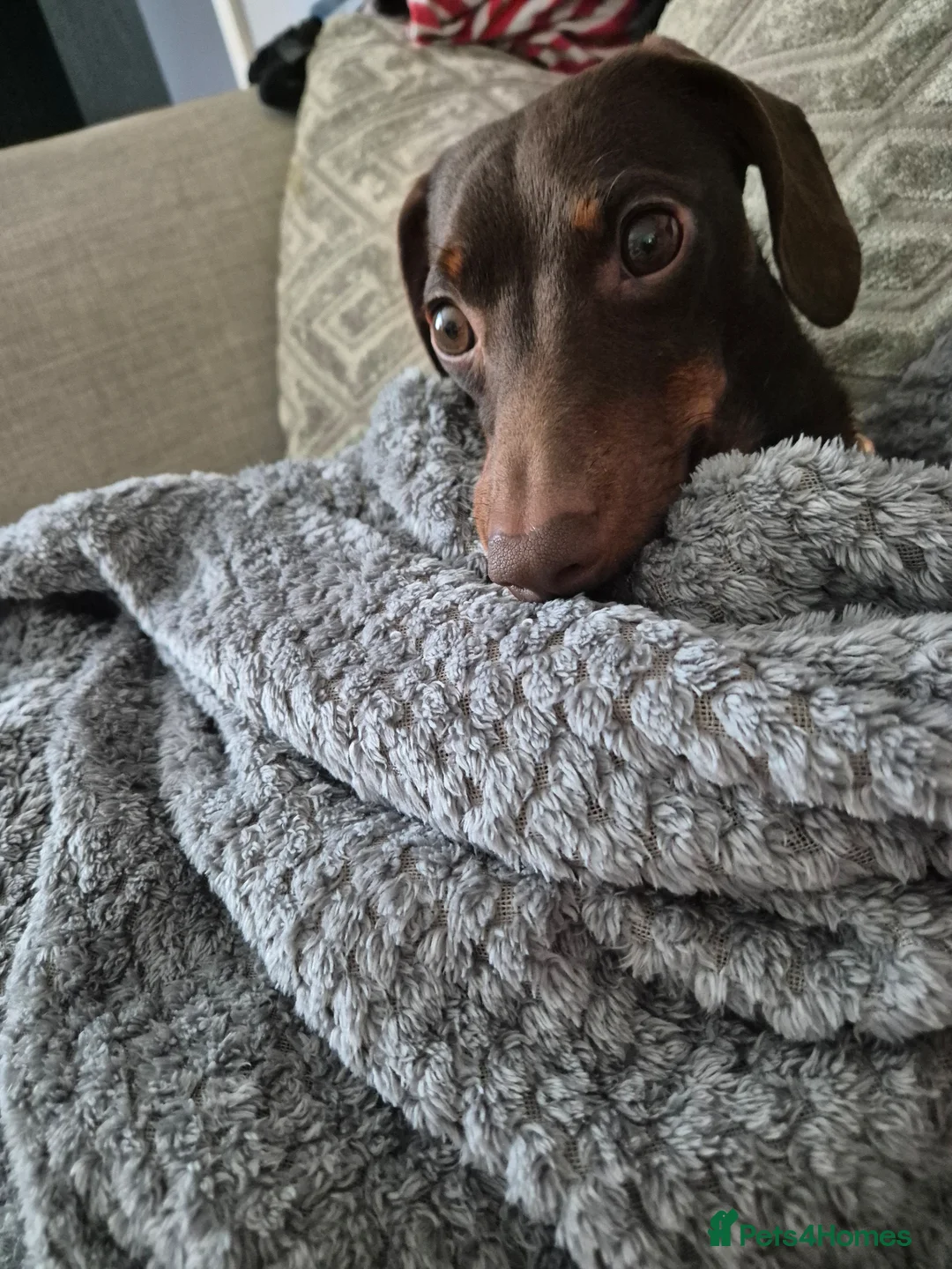 Miniature Dachshund dogs for stud: MINI DASCHUND FOR STUD - Advert 2