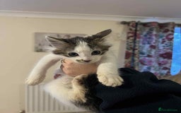 Mixed Breed cats for sale: Beautiful kittens for sale  - Image 7