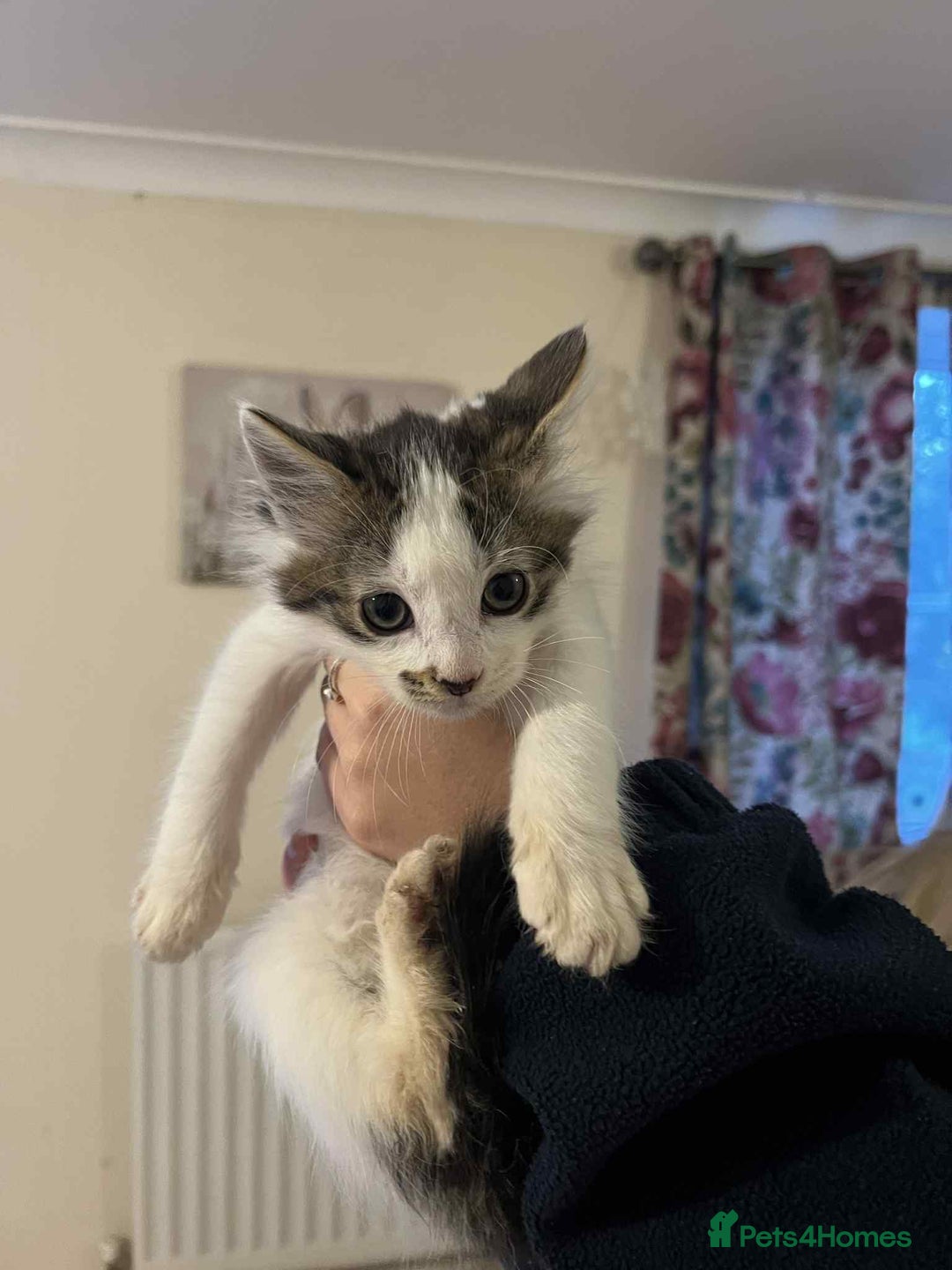 Mixed Breed cats for sale: Beautiful kittens for sale  - Image 7