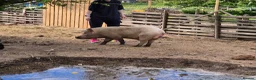 Pig livestock for sale: Young male pigs,juliana x micro pigs in Retford - Advert 2