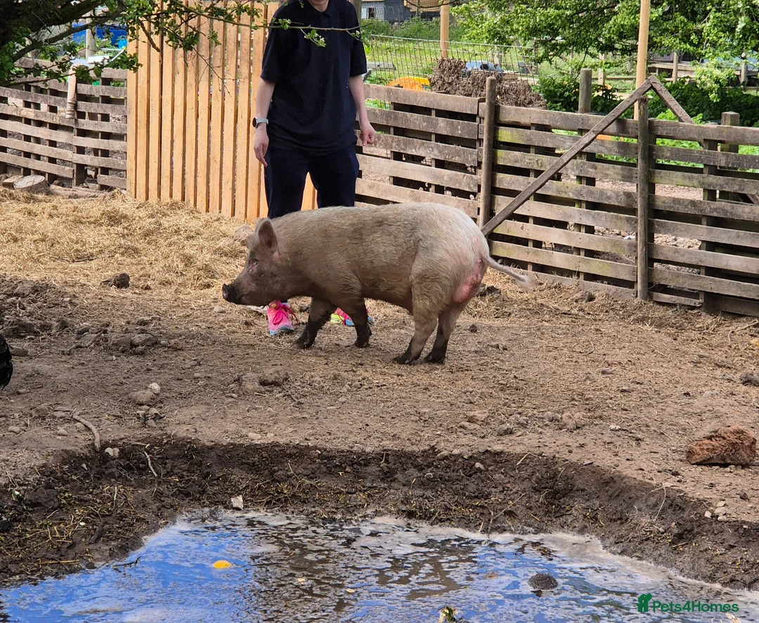 Pig livestock for sale: Young male pigs,juliana x micro pigs in Retford - Advert 2