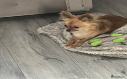 Chihuahua dogs for sale: Long haired chihuahua (tea cup) 4 years old.  - Image 1