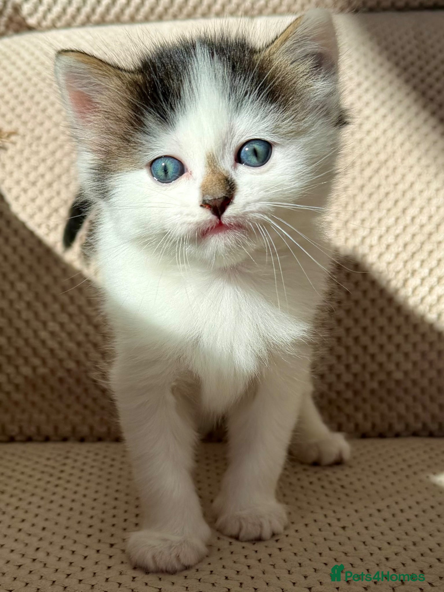 Mixed Breed cats for sale: Gorgeous, lovely Tabby kittens looking for home💕 - Advert 7