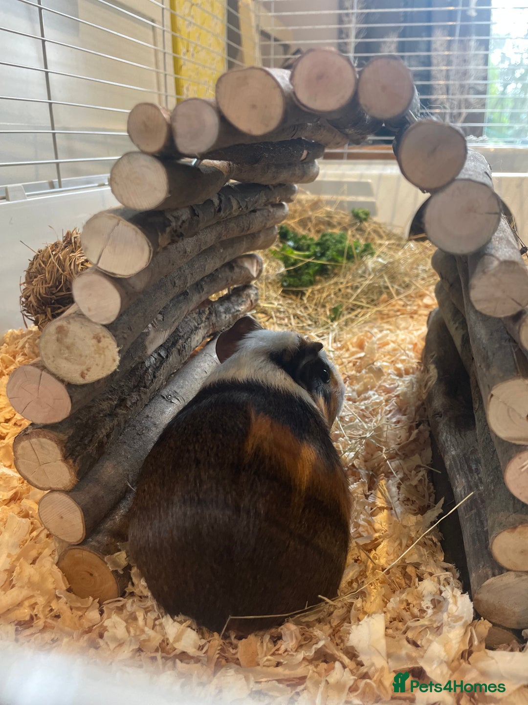 Guinea Pig rodents for sale: Baby boars - Advert 5