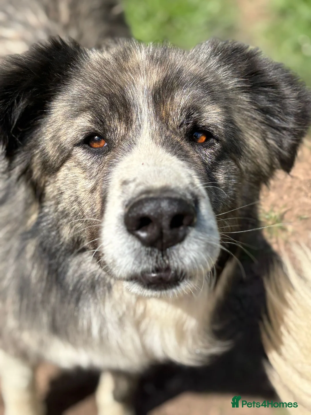 Mixed Breed dogs for adoption: 9 year old Iancu is looking for a home  - Advert 7