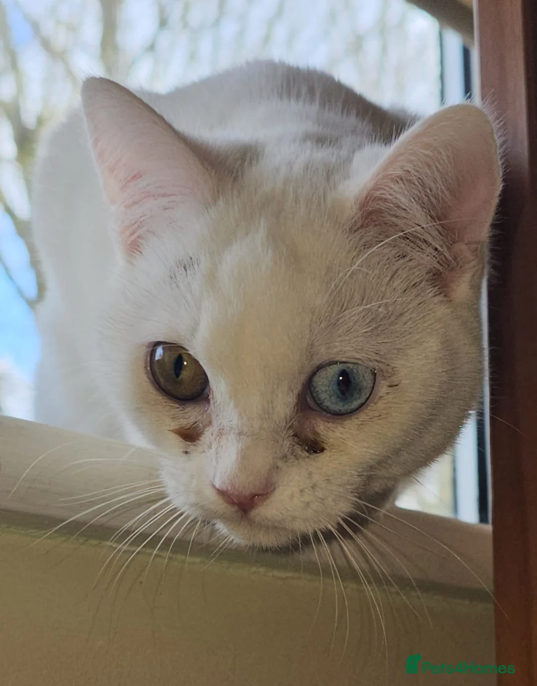 Mixed Breed cats for adoption: Special Nova needs a special indoor home - Advert 12