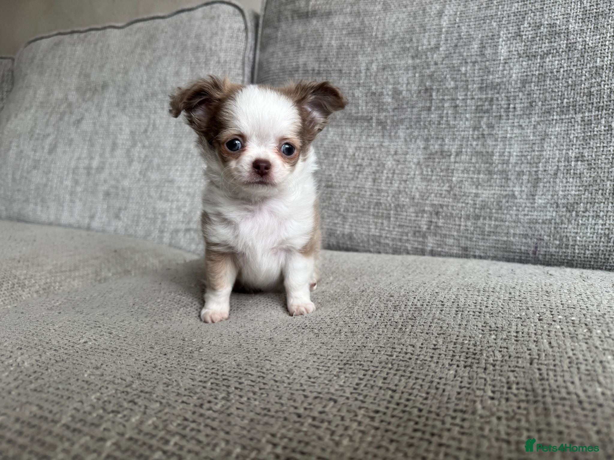 Chihuahua dogs 🐾🩶 READY TO LEVE TINY LONGHAIRED BOY! - Advert 2