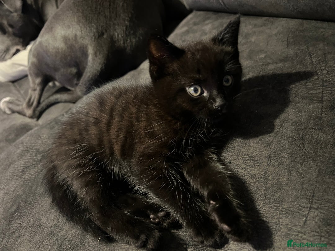 Ragdoll cats for sale: Ragdoll mix (available Now)  - Image 1