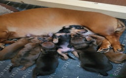 Miniature Dachshund dogs for sale: Ready to leave Miniature dachshunds cearphilly  - Image 5