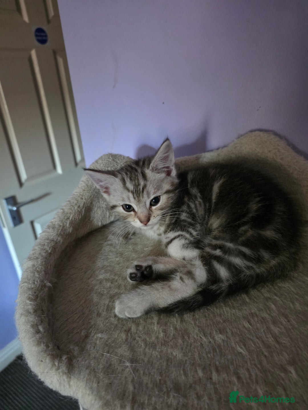 Scottish Fold cats for sale: Beautiful Scottish fold x cross kittens  - Image 3