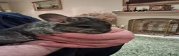 Chinchilla rodents for sale: Chinchilla baby males - Advert 7