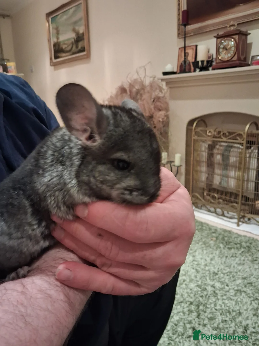 Chinchilla rodents for sale: Chinchilla baby males - Advert 7