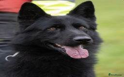German Shepherd dogs for stud: IPG1 German shepherd for stud - Image 4