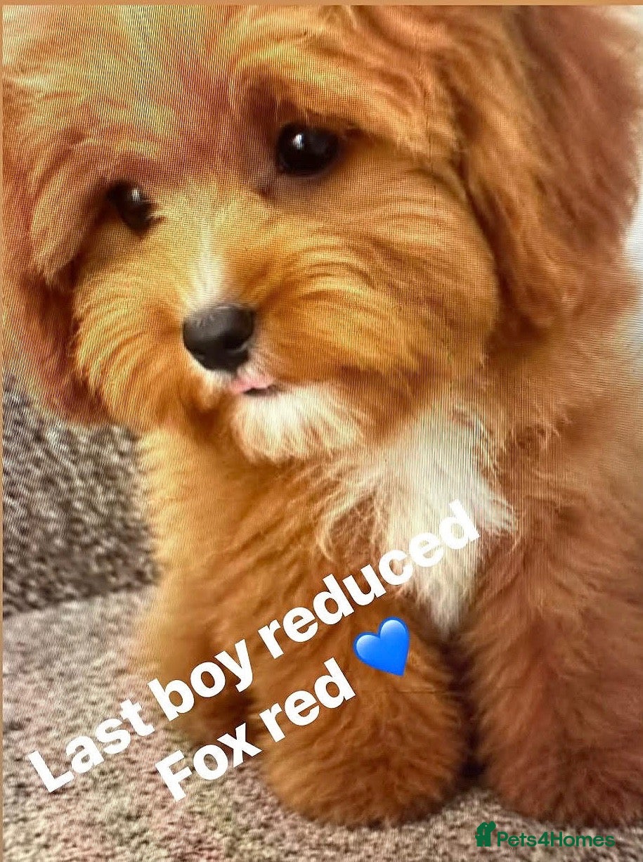 Cavapoo dogs Health tested fox red f1 Cavapoo  - Advert 12