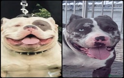 American Bully dogs for sale: Abkc Pocket Bully X Abkc classic Bully puppies - Image 17