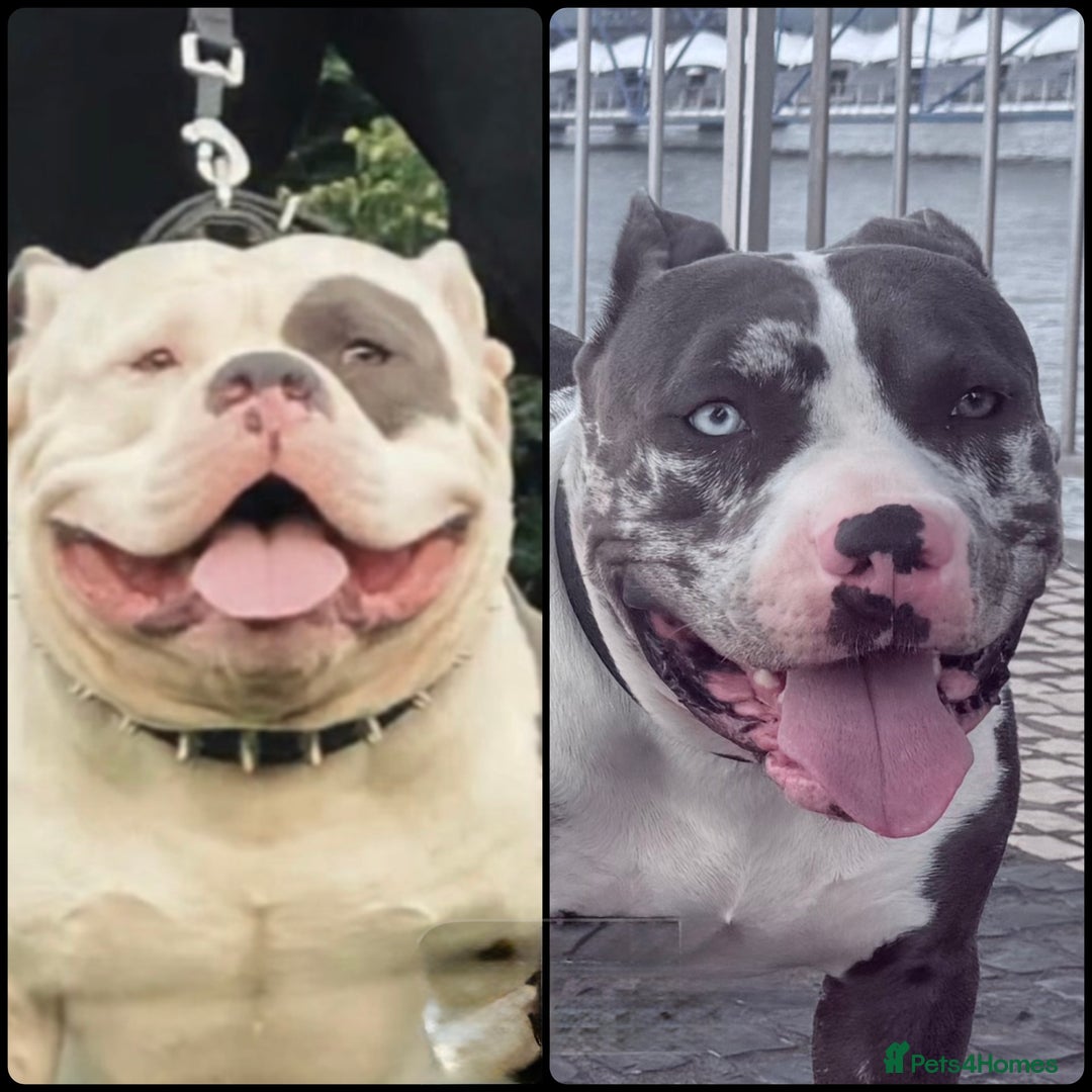 American Bully dogs for sale: Abkc Pocket Bully X Abkc classic Bully puppies - Image 17