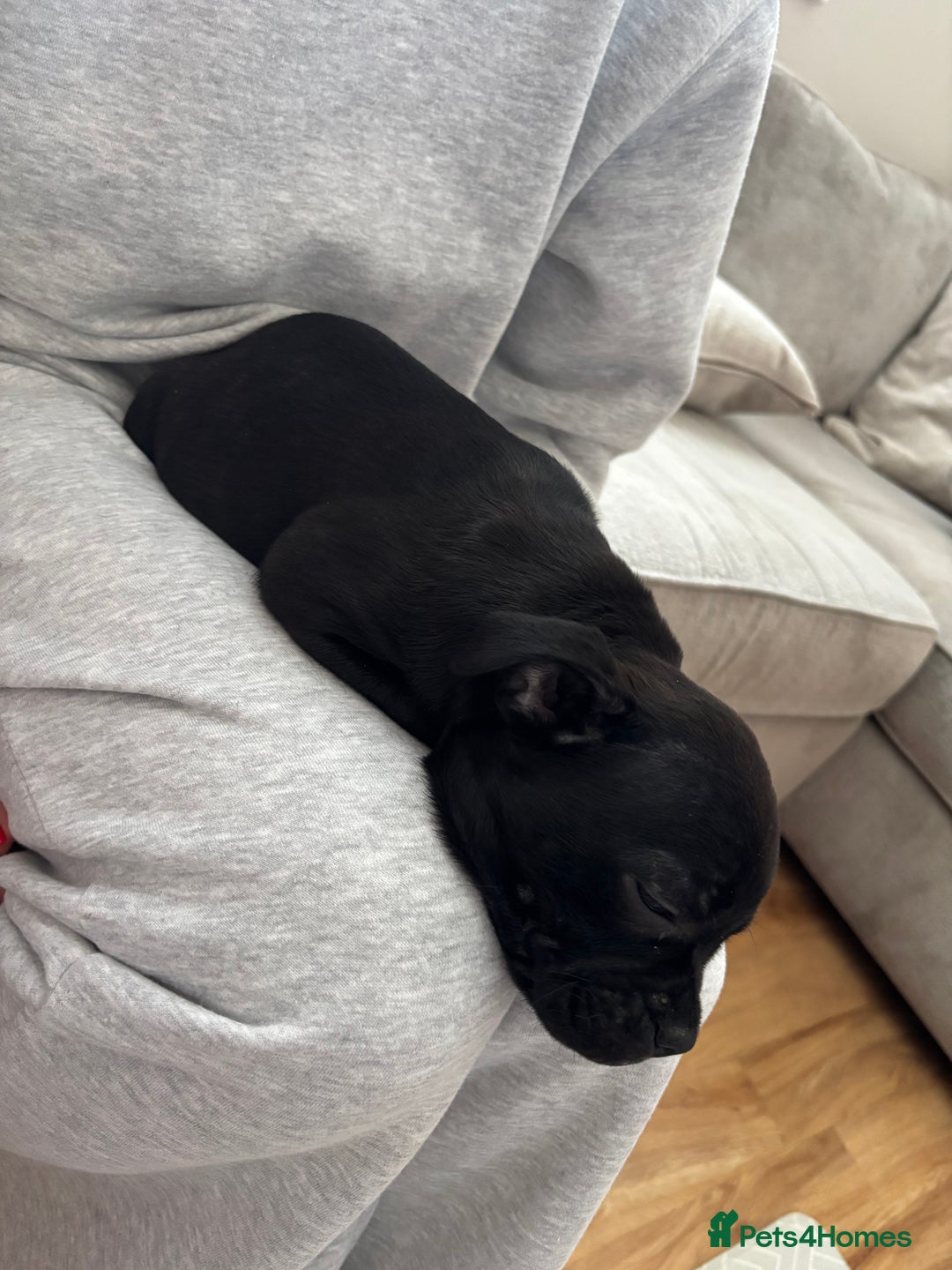 Staffordshire Bull Terrier dogs for sale: 9 week old girl looking for home - Advert 4