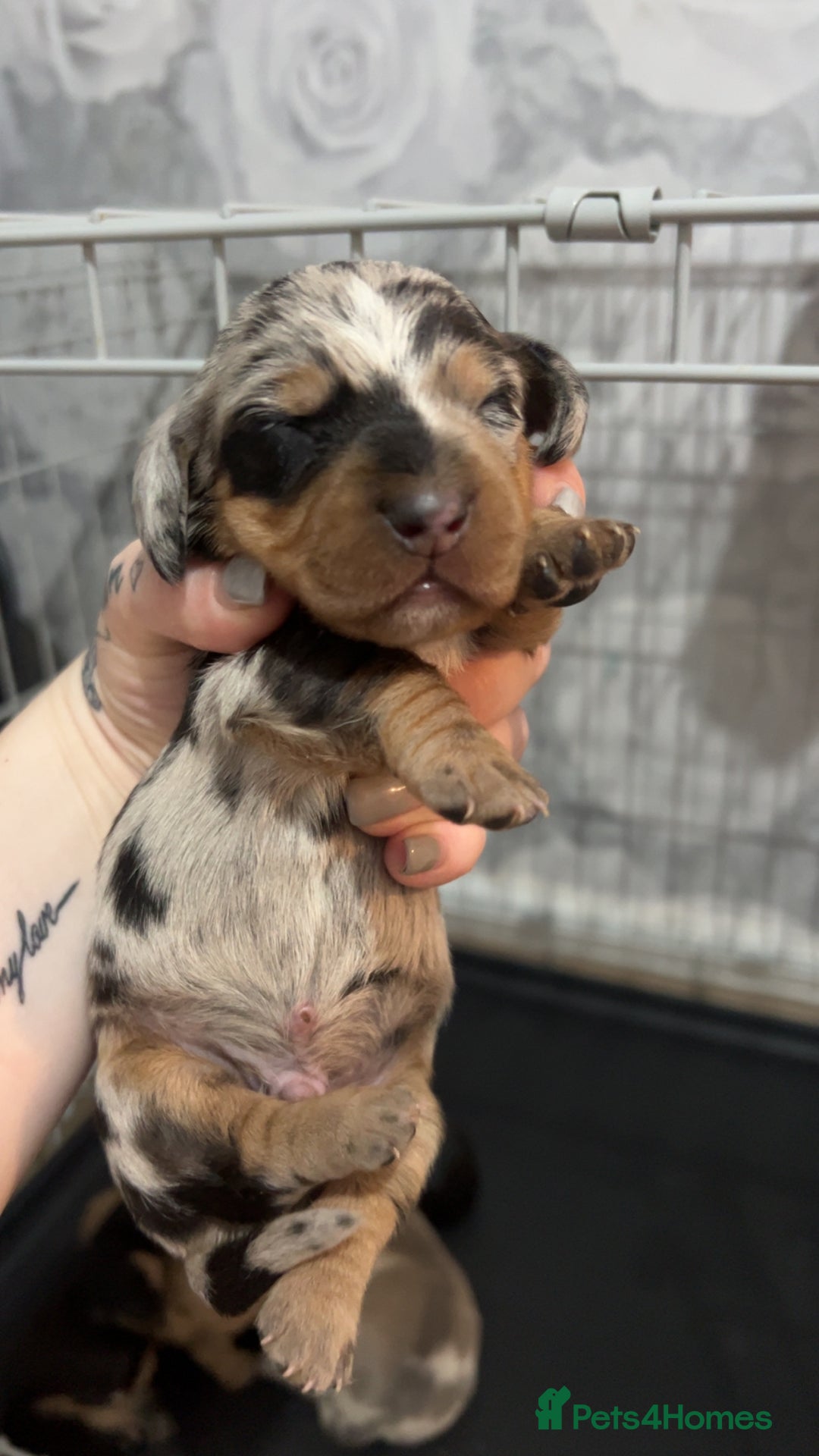 Dachshund dogs for sale: Dachounds - Image 10