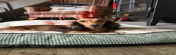 Miniature Dachshund dogs for sale:     Exceptional KC Long Haired Mini Dachshunds🤍 - Advert 7