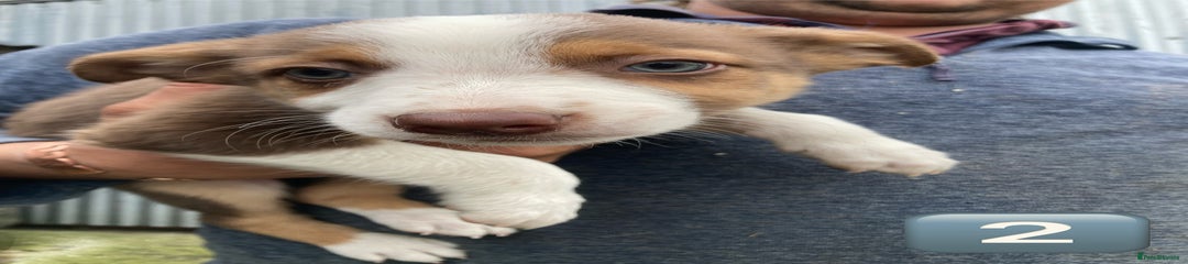 Mixed Breed Puppy 2
