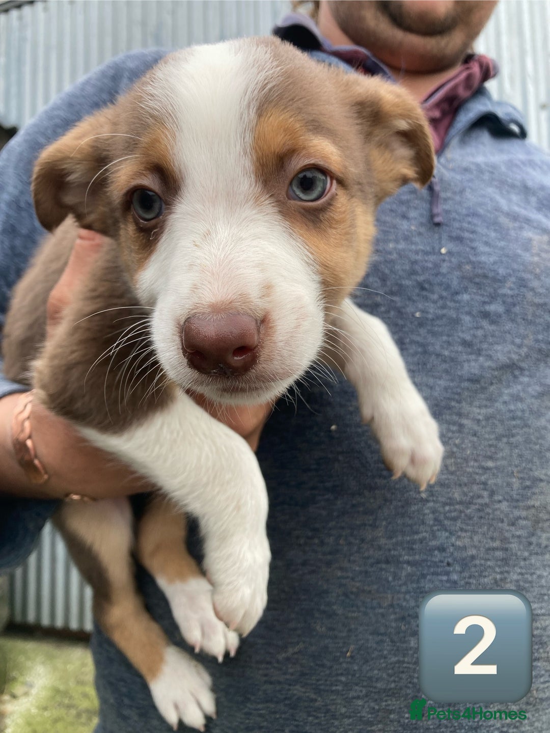 Mixed Breed dogs for sale: Huntaway Cross Puppies - Image 3