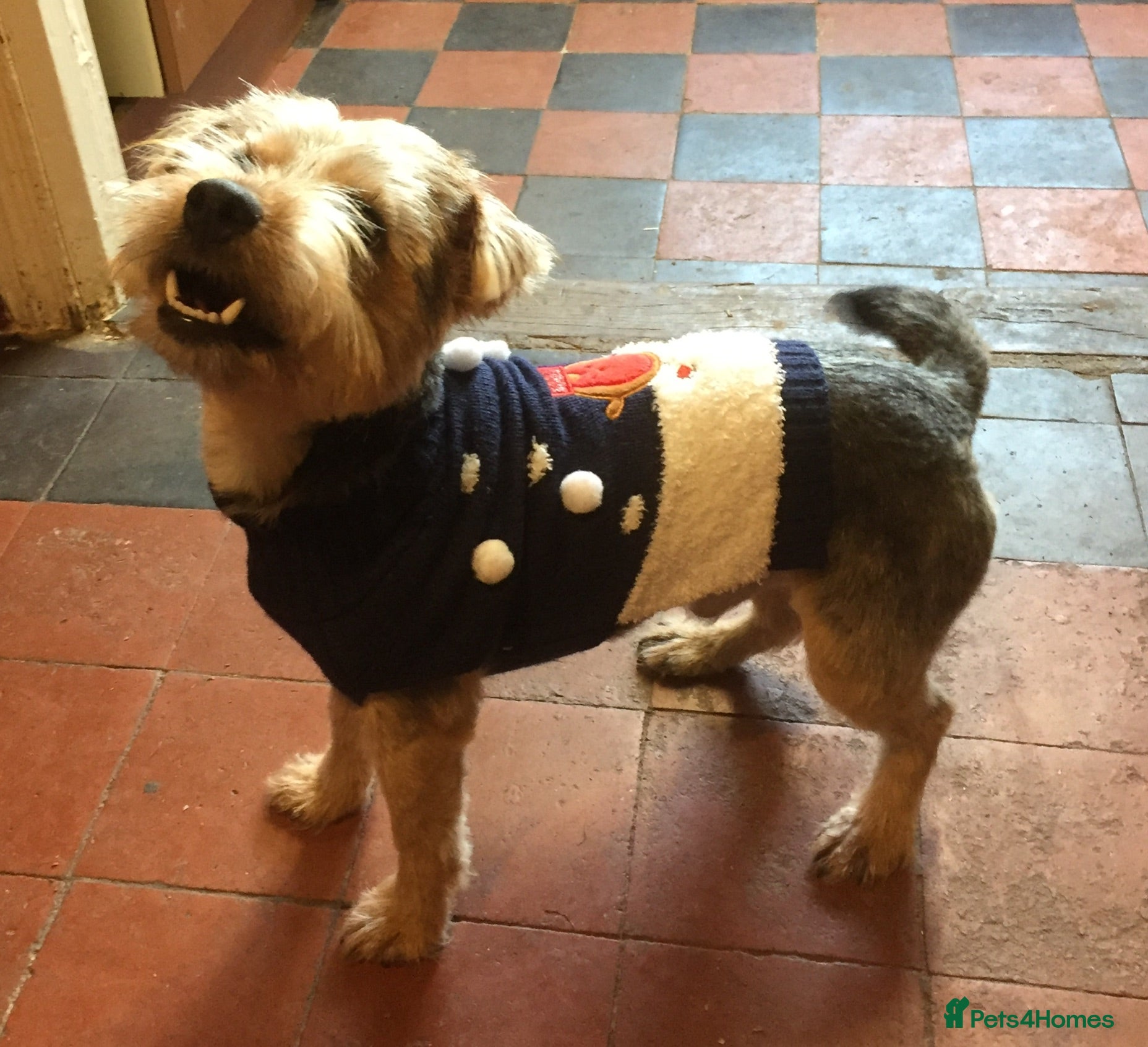 Norfolk Terrier dogs 3/4 Norfolk x 1/4 Jack Russell proven stud in Burton-on-Trent - Advert 1