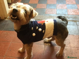 Norfolk Terrier dogs in Burton-on-Trent - Advert 8