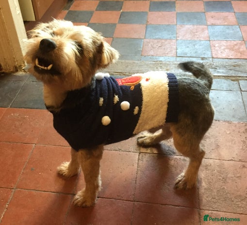 Norfolk Terrier dogs 3/4 Norfolk x 1/4 Jack Russell proven stud in Burton-on-Trent - Advert 1