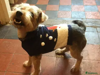 Norfolk Terrier dogs 3/4 Norfolk x 1/4 Jack Russell proven stud in Burton-on-Trent - Advert 3