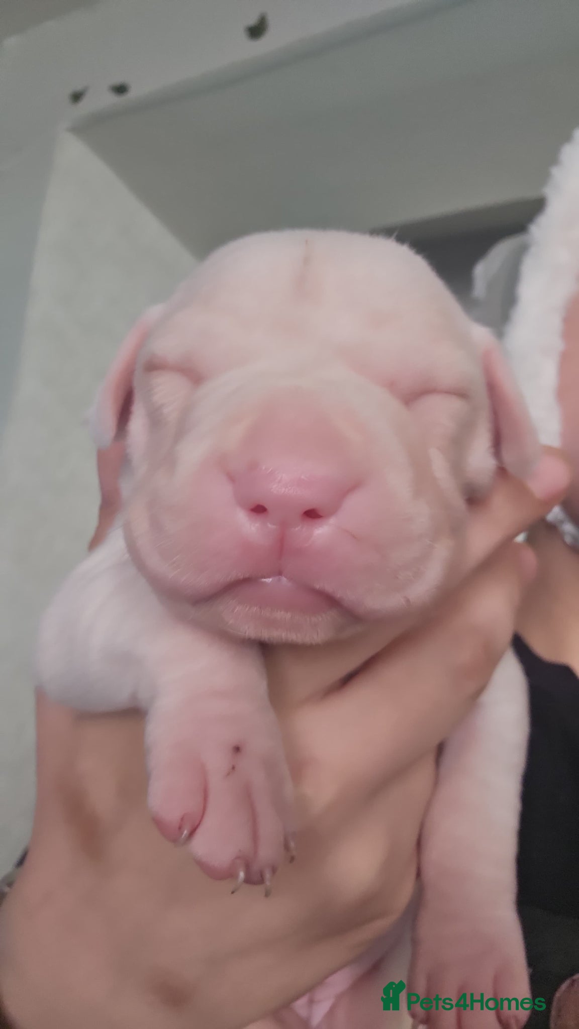 Mixed Breed dogs Bullpei x American bulldog pups - Advert 17