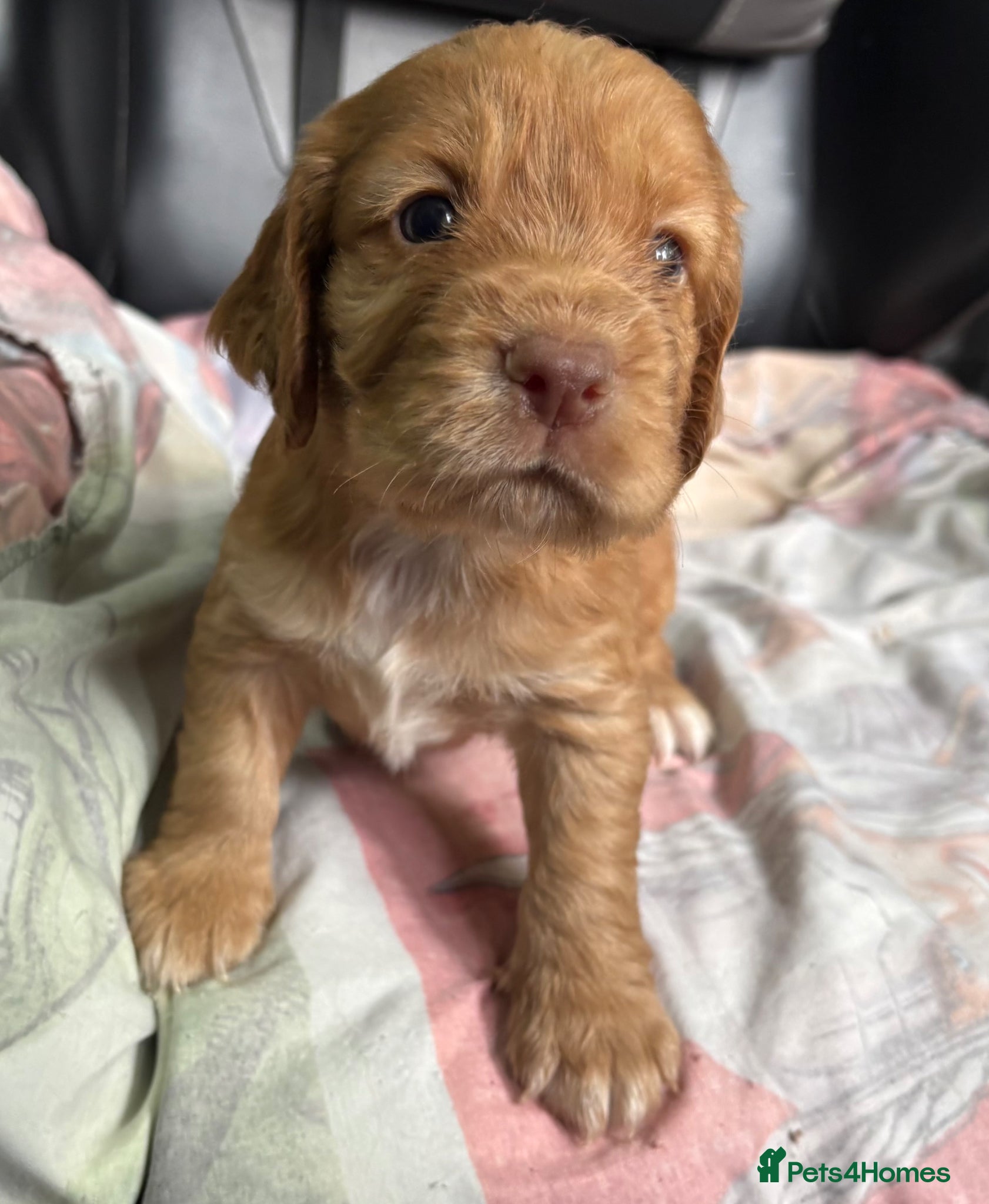 Cocker Spaniel dogs KC GOLDEN WORKING COCKERS HEALTH TESTED PARENTS !! - Advert 2