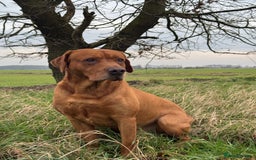 Labrador Retriever dogs for sale: Ready to leave, KC Labrador litter, boys & girls  - Image 23
