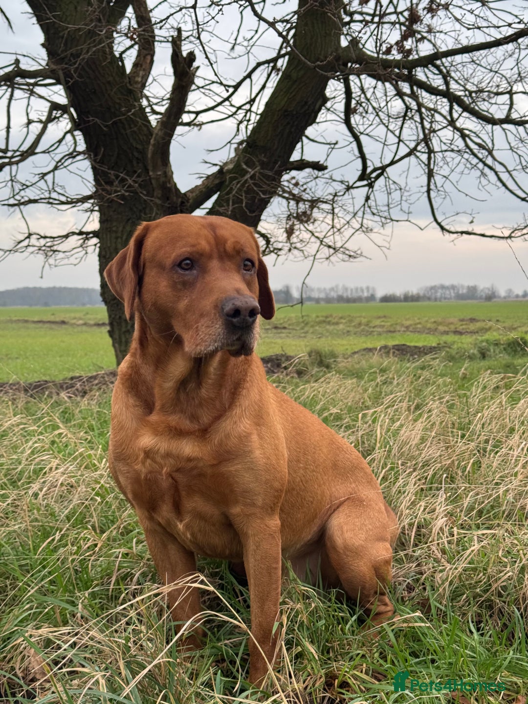 Labrador Retriever dogs for sale: Ready to leave, KC Labrador litter, boys & girls  - Image 23