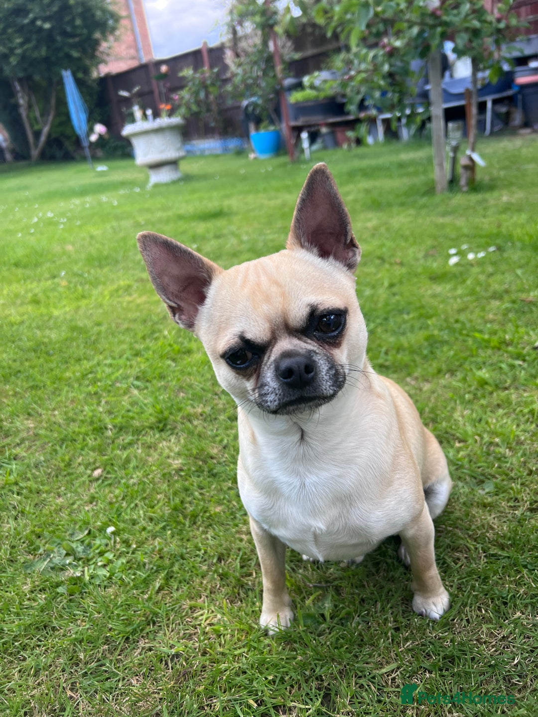 Chihuahua dogs for sale: Adorable apple head short coat chihuahua puppies.  - Image 16