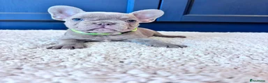 French Bulldog 5