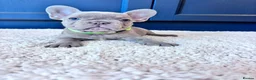 French Bulldog dogs for sale: French Bulldog Pups - Advert 15