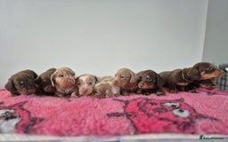 Miniature Dachshund dogs for sale: KC Registered Miniature Dachshund  - Image 1