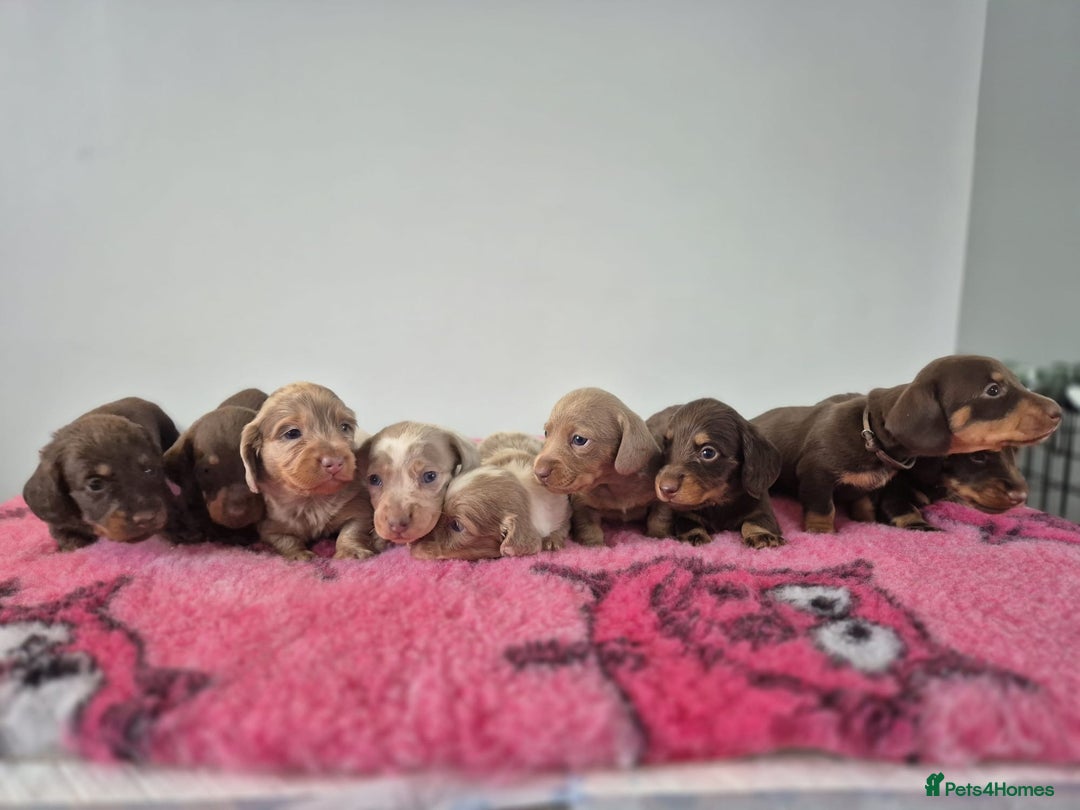 Miniature Dachshund dogs for sale: KC Registered Miniature Dachshund  - Image 1