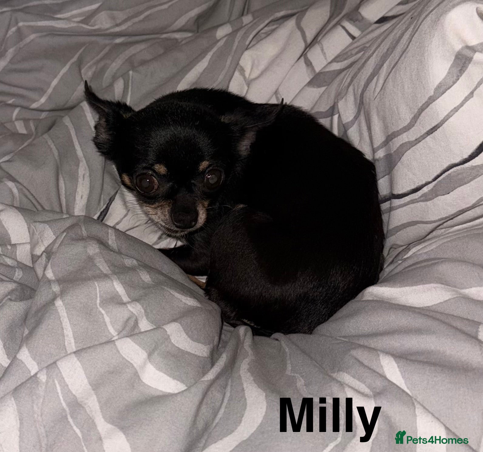 Chihuahua dogs Milly - Advert 1