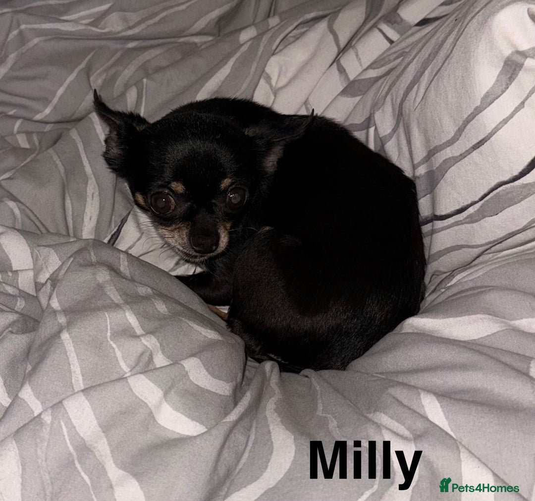 Chihuahua dogs for sale: Milly - Advert 1